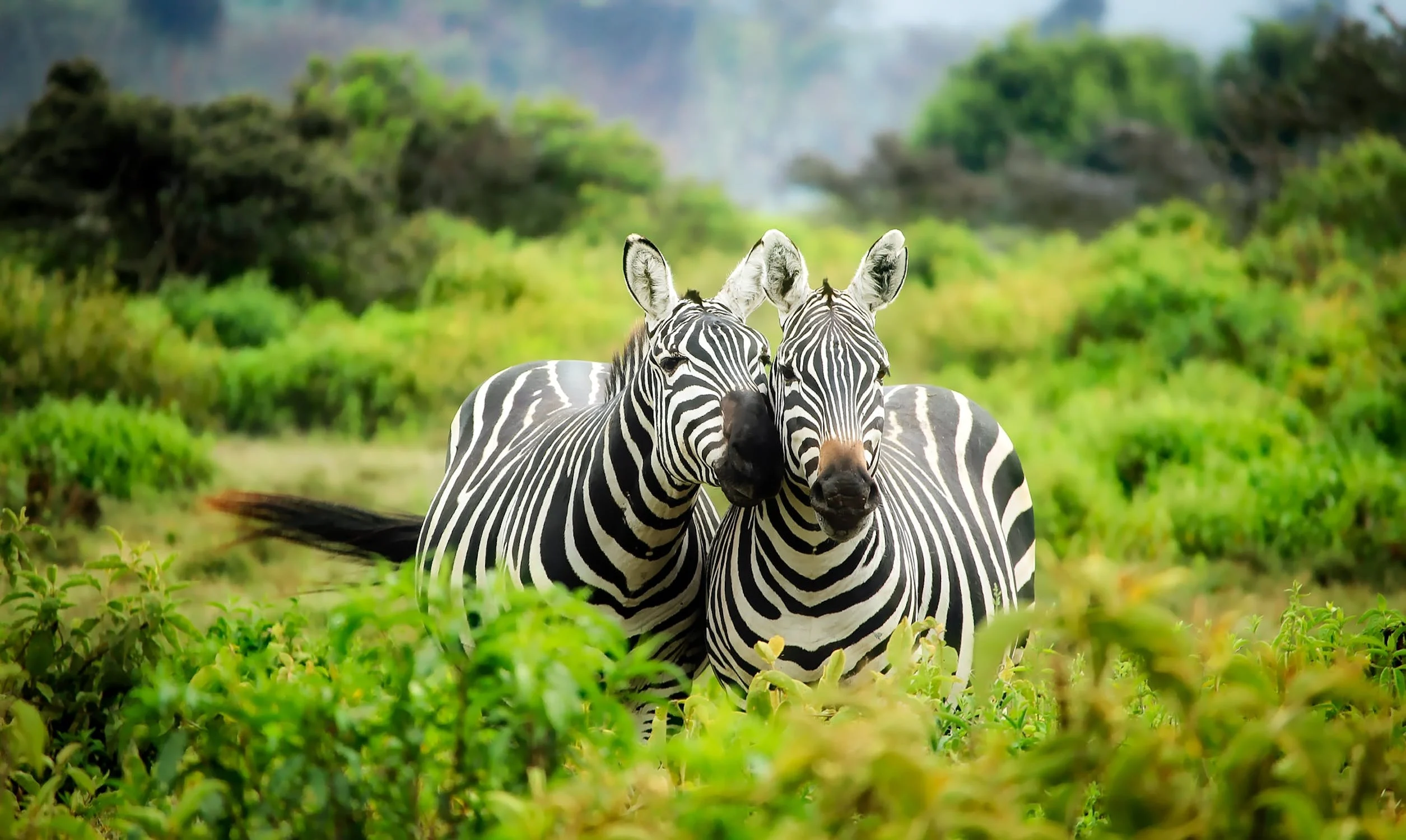 south africa